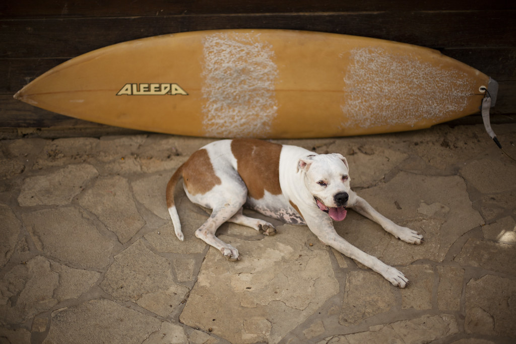 Surfboard and dog at Buena Vista Surf Club